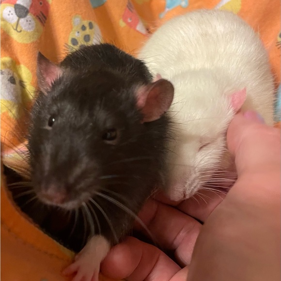 Meet your Posher, Jenny - Picture 3 of 7